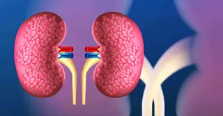 কিডনি রোগ প্রতিরোধে সচেতনতা ও নিয়মিত পরীক্ষা জরুরি